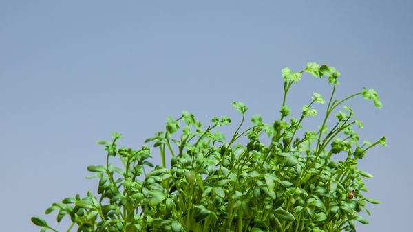 Wild Salad mix