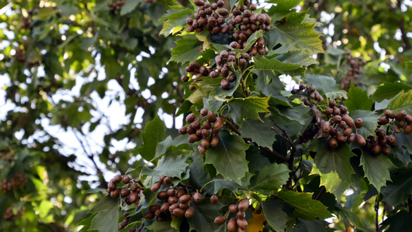 Chequer Berries (Wild Service Tree Berries)