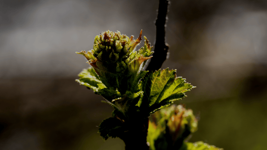Young leaf buds opening on a hedgerow branch