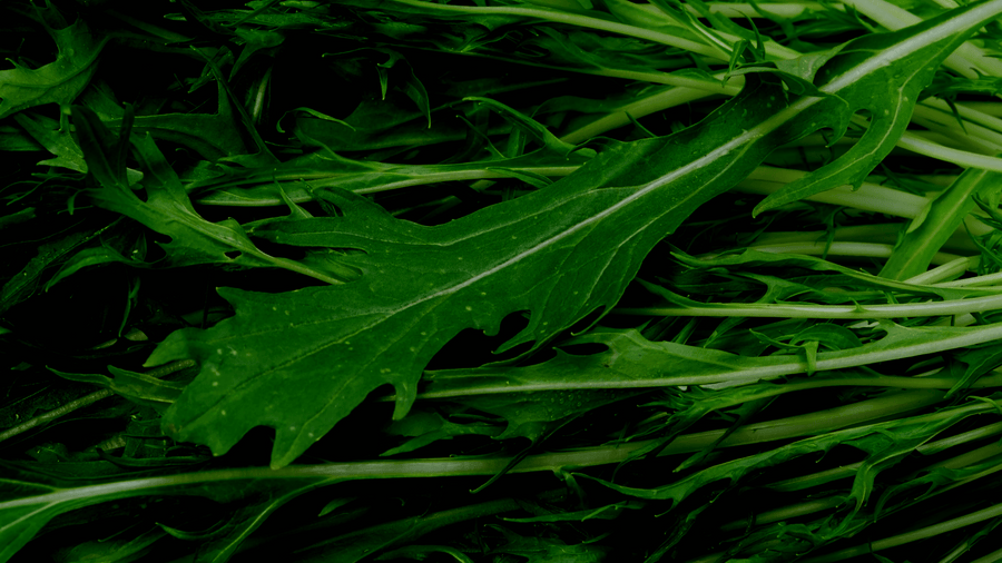 Feathery green mizuna leaves