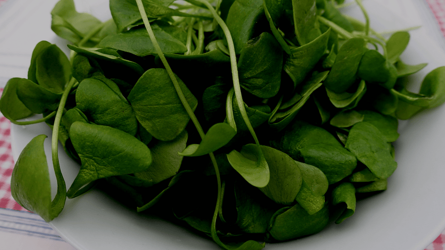 Bowl of fresh winter purslane leaves