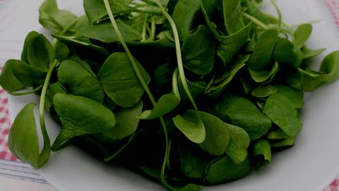 Purslane