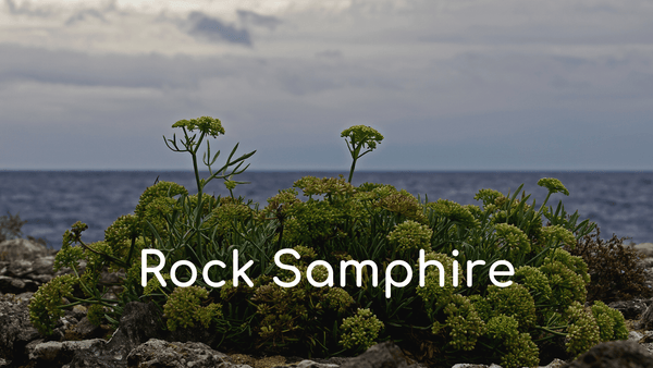 Rock Samphire