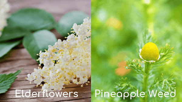 Elderflower and Pineapple Weed mix