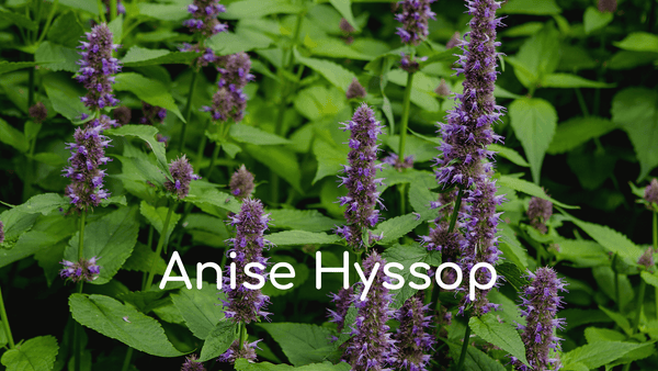 Anise Hyssop
