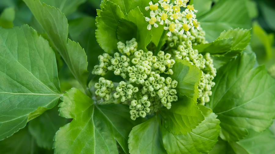 Alexanders leaves and yellow-green flower buds growing wild