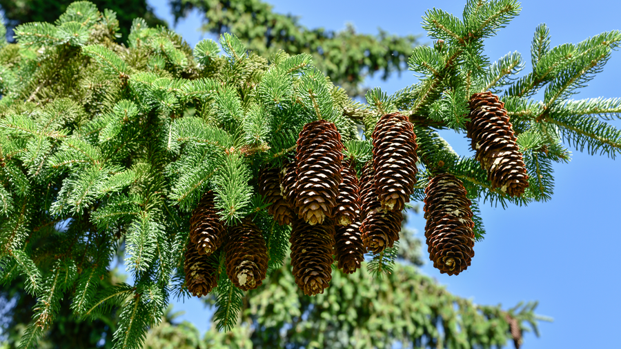 Western hemlock branch with hanging brown cones against a blue sky