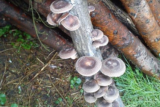 Shiitake mushrooms growing on logs at Woodfruits